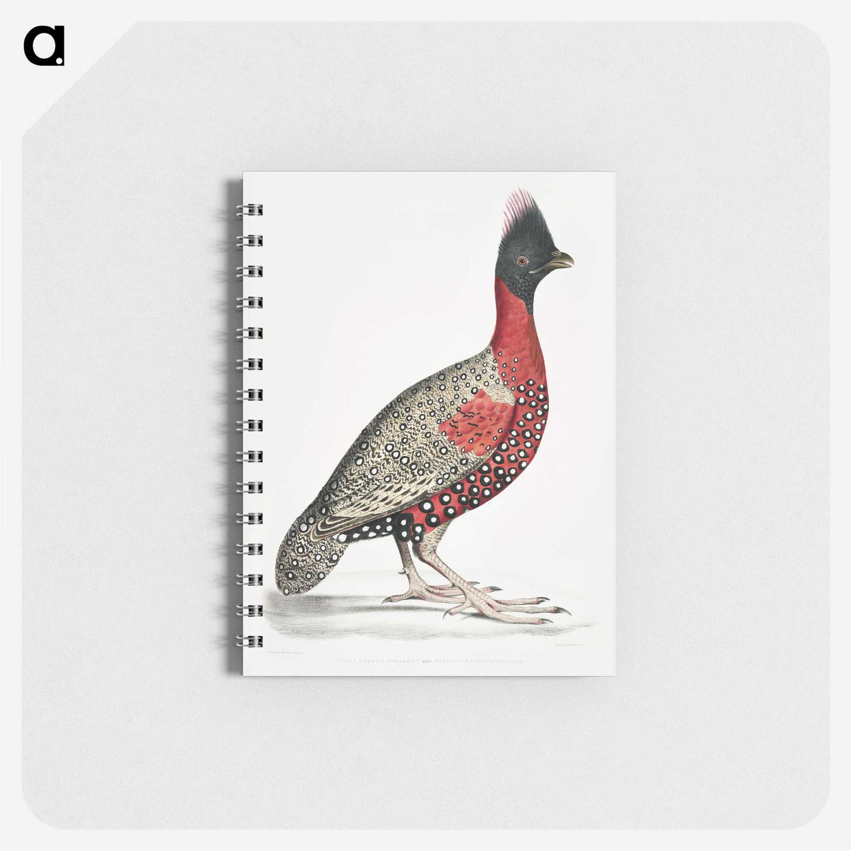 1-14_Indian-Zoology_memo