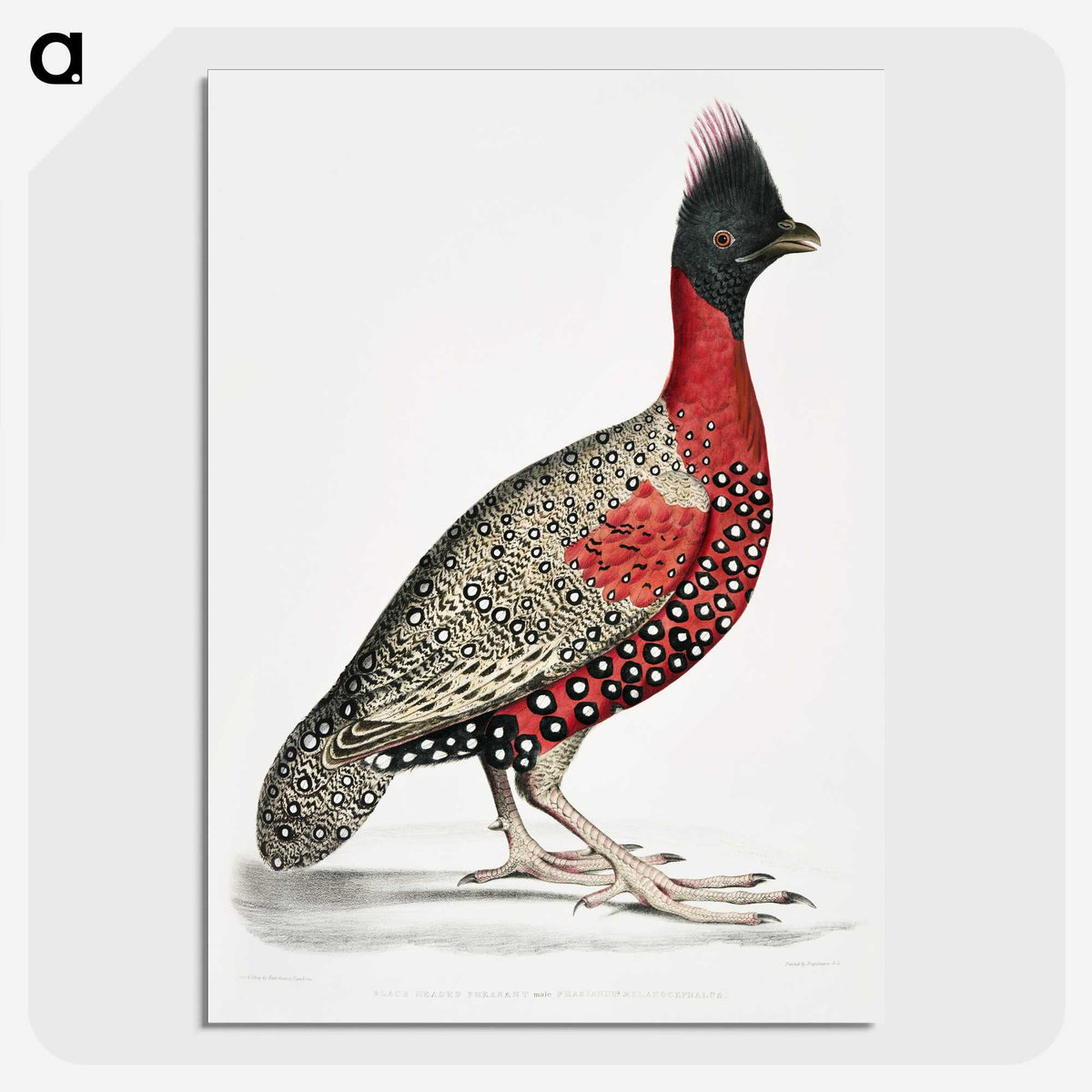 1-14_Indian-Zoology_picture-crop