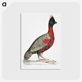1-14_Indian-Zoology_postcard