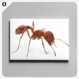 1-14_Insects-Unlocked-Project_canvas