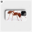1-14_Insects-Unlocked-Project_phone