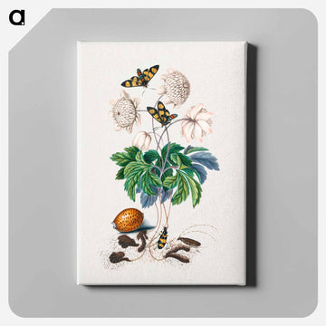 Blackburne's Natural History
 - ジェームズ ボルトン Canvas.