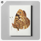 1-14_Jan-Van-Kessel_canvas