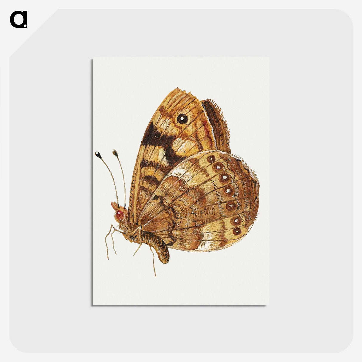 1-14_Jan-Van-Kessel_postcard