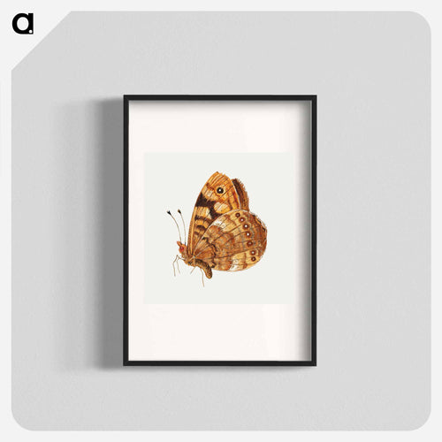 Moth from Insects and Fruits
 - ヤン ファン ケッセル Poster.