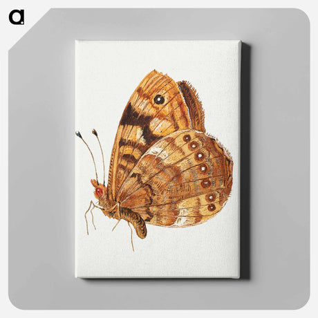 アートパネル-Moth from Insects and Fruits
 - ヤン ファン ケッセル Canvas.