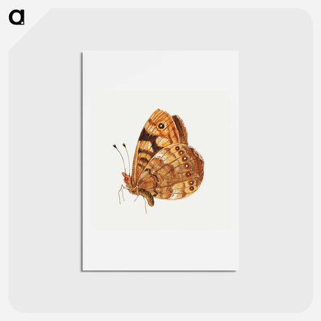 アートポストカード-Moth from Insects and Fruits
 - ヤン ファン ケッセル Postcard.