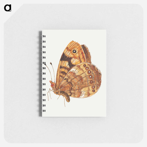 Moth from Insects and Fruits
 - ヤン ファン ケッセル Memo.