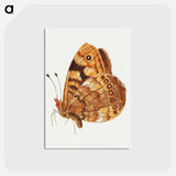 アートポストカード-Moth from Insects and Fruits
 - ヤン ファン ケッセル Postcard.