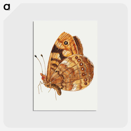 アートポストカード-Moth from Insects and Fruits
 - ヤン ファン ケッセル Postcard.