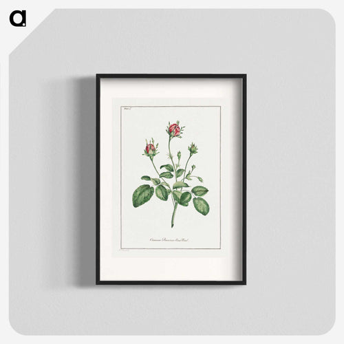 Common Provence Rose Bud
 - ジョン エドワーズ Poster.