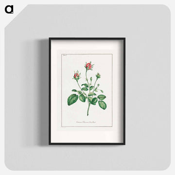 Common Provence Rose Bud
 - ジョン エドワーズ Poster.