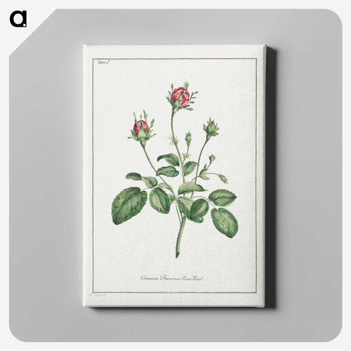 Common Provence Rose Bud
 - ジョン エドワーズ Canvas.