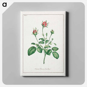 アートパネル-Common Provence Rose Bud
 - ジョン エドワーズ Canvas.