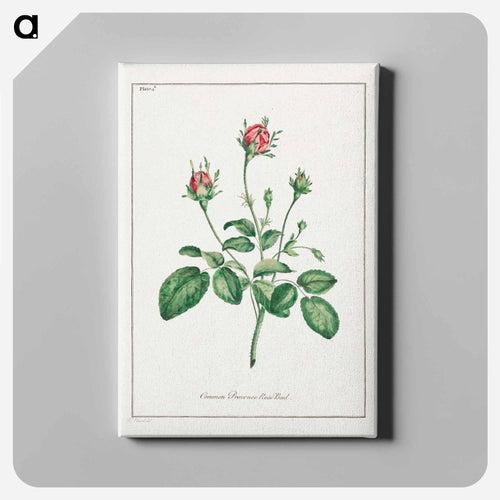 Common Provence Rose Bud
 - ジョン エドワーズ Canvas.