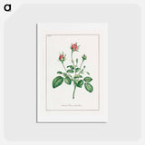 アートポストカード-Common Provence Rose Bud
 - ジョン エドワーズ Postcard.