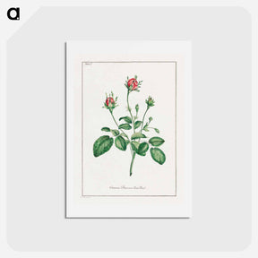 アートポストカード-Common Provence Rose Bud
 - ジョン エドワーズ Postcard.
