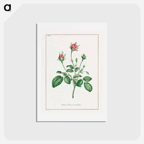 アートポストカード-Common Provence Rose Bud
 - ジョン エドワーズ Postcard.