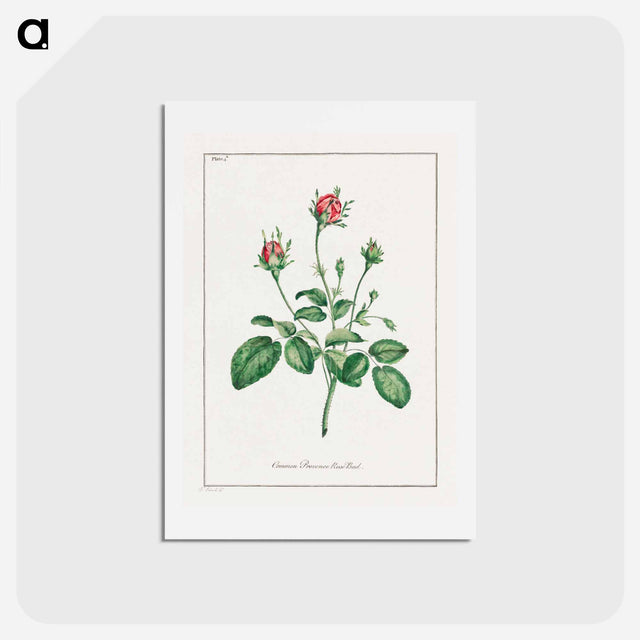 アートポストカード-Common Provence Rose Bud
 - ジョン エドワーズ Postcard.