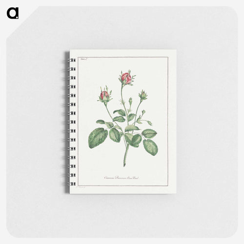 Common Provence Rose Bud
 - ジョン エドワーズ Memo.