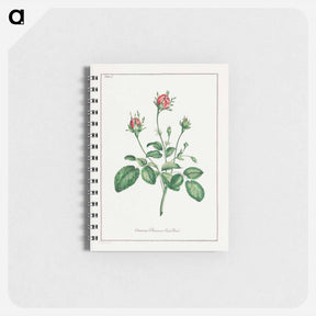 アートメモ帳-Common Provence Rose Bud
 - ジョン エドワーズ Memo.