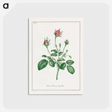 アートポストカード-Common Provence Rose Bud
 - ジョン エドワーズ Postcard.