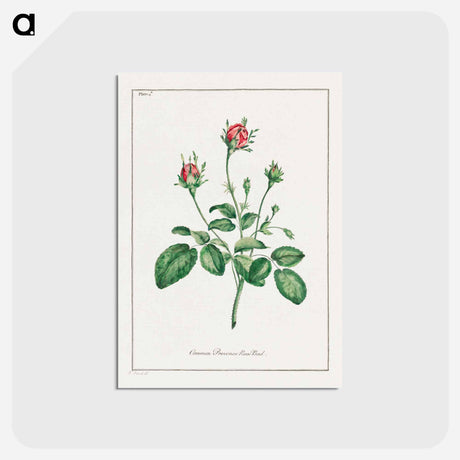 アートポストカード-Common Provence Rose Bud
 - ジョン エドワーズ Postcard.