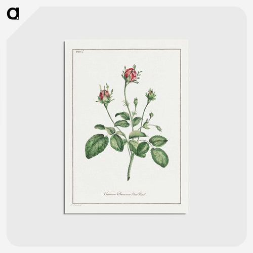 Common Provence Rose Bud
 - ジョン エドワーズ Postcard.