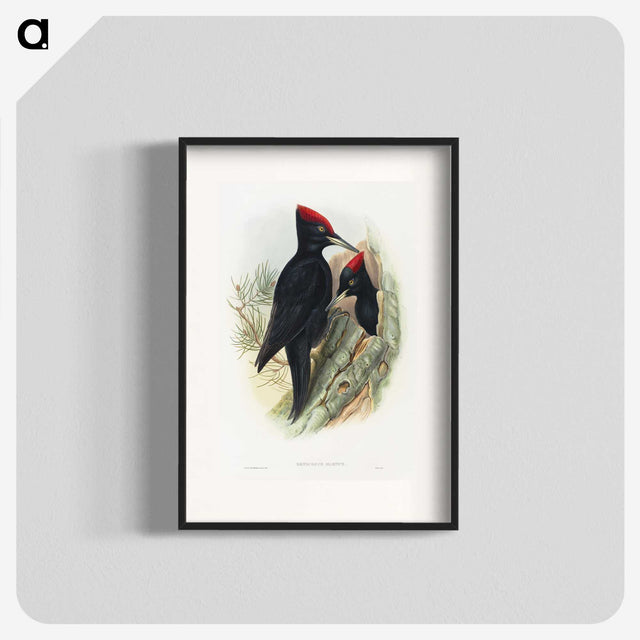 1-14_John-Gould_blk
