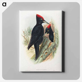 アートパネル-Great Black Woodpecker
 - ジョン グールド Canvas.