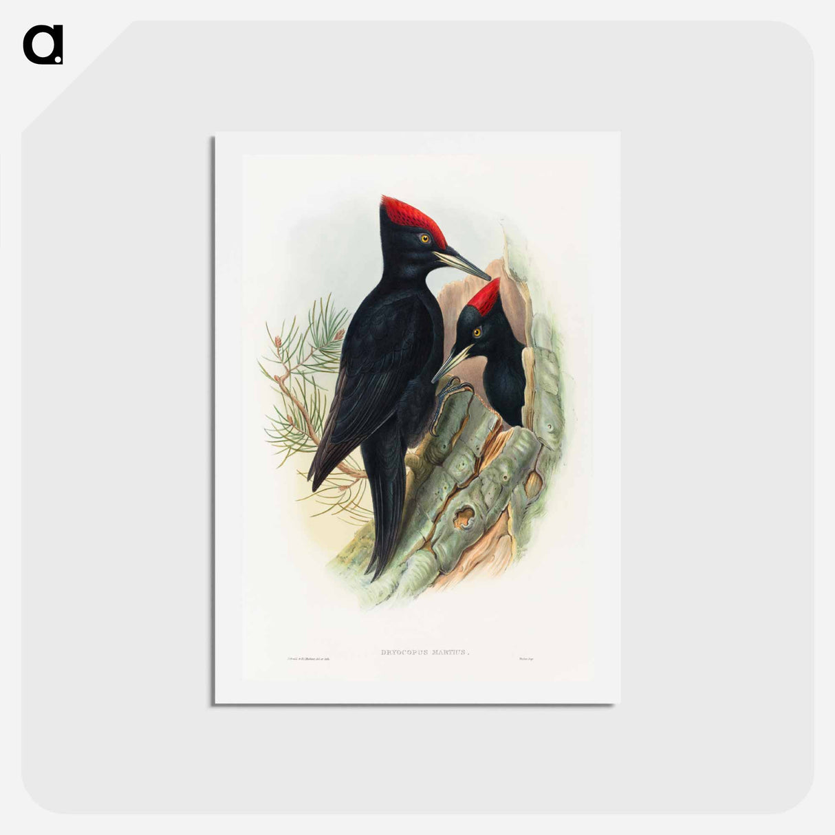 アートポストカード-Great Black Woodpecker
 - ジョン グールド Postcard.
