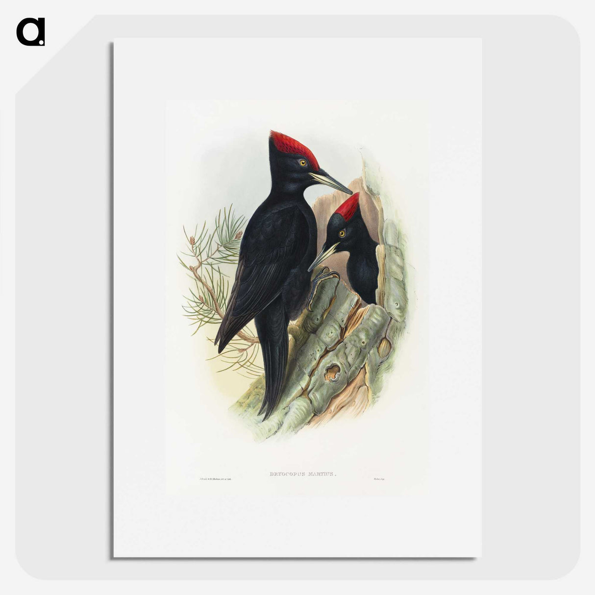 1-14_John-Gould_picture