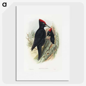 1-14_John-Gould_picture