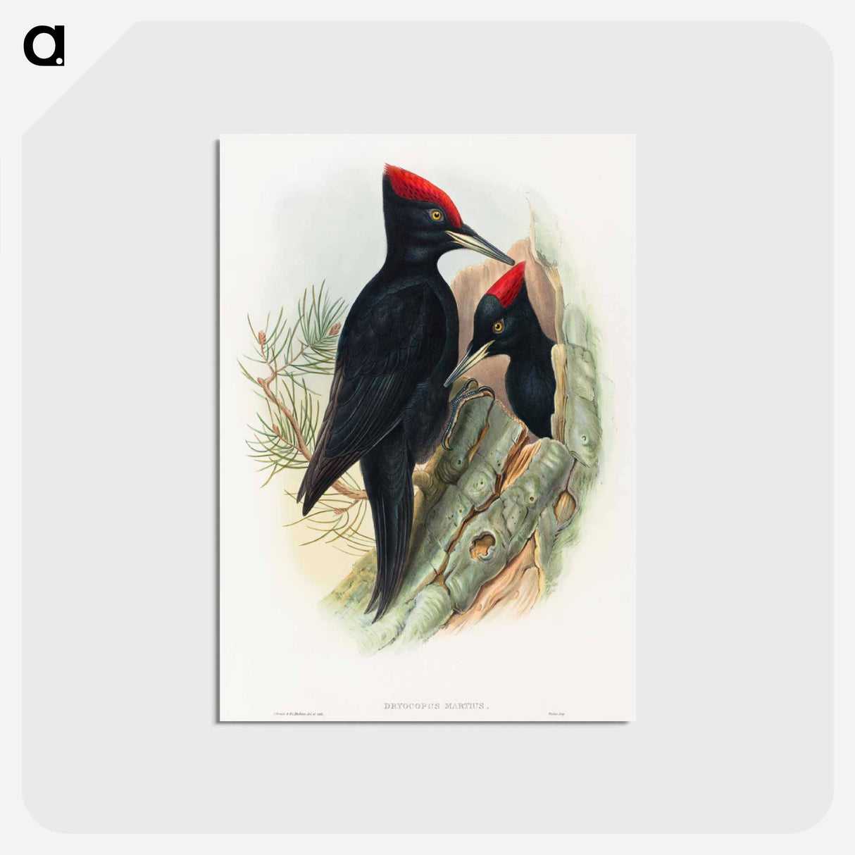 アートポストカード-Great Black Woodpecker
 - ジョン グールド Postcard.