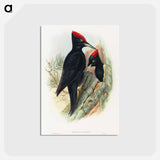 アートポストカード-Great Black Woodpecker
 - ジョン グールド Postcard.