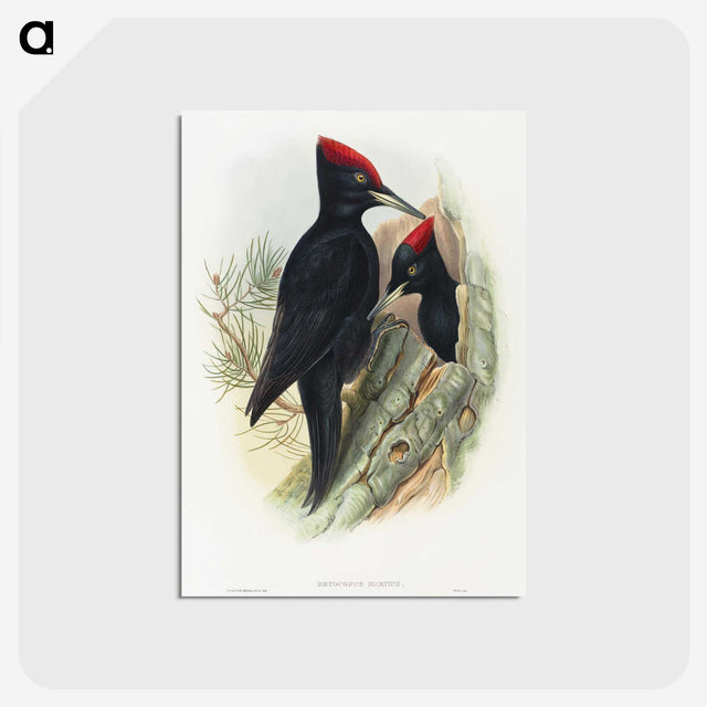 1-14_John-Gould_postcard