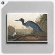 1-14_John-James-Audubon_canvas