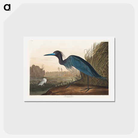 アートポストカード-Blue Crane or Heron
 - ジョン ジェームス オーデュボン Postcard.