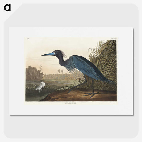 1-14_John-James-Audubon_picture