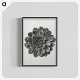 1-14_Karl-Blossfeldt_blk-crop