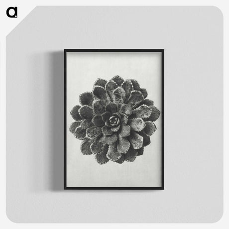 1-14_Karl-Blossfeldt_blk-crop