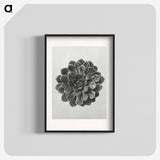 1-14_Karl-Blossfeldt_blk