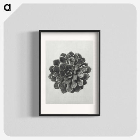 1-14_Karl-Blossfeldt_blk