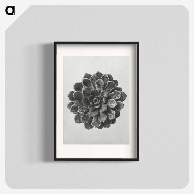 1-14_Karl-Blossfeldt_blk
