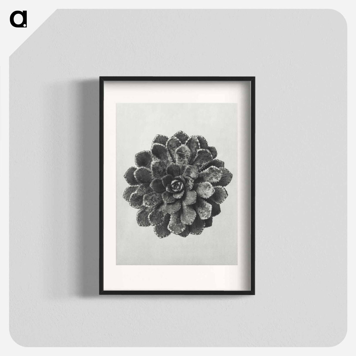 アートポスター-Margined Pyramidal Saxifrage - カール ブロスフェルト Poster.