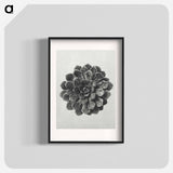 アートポスター-Margined Pyramidal Saxifrage - カール ブロスフェルト Poster.