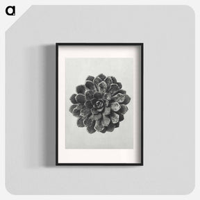 アートポスター-Margined Pyramidal Saxifrage - カール ブロスフェルト Poster.