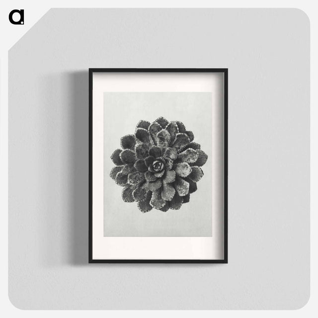 アートポスター-Margined Pyramidal Saxifrage - カール ブロスフェルト Poster.