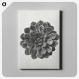 1-14_Karl-Blossfeldt_canvas