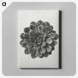 1-14_Karl-Blossfeldt_canvas